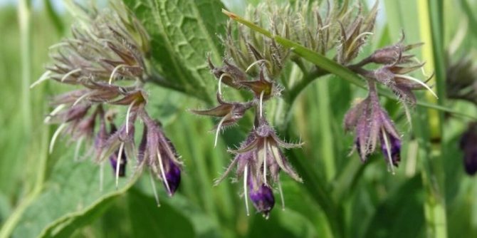 Окопник: описание