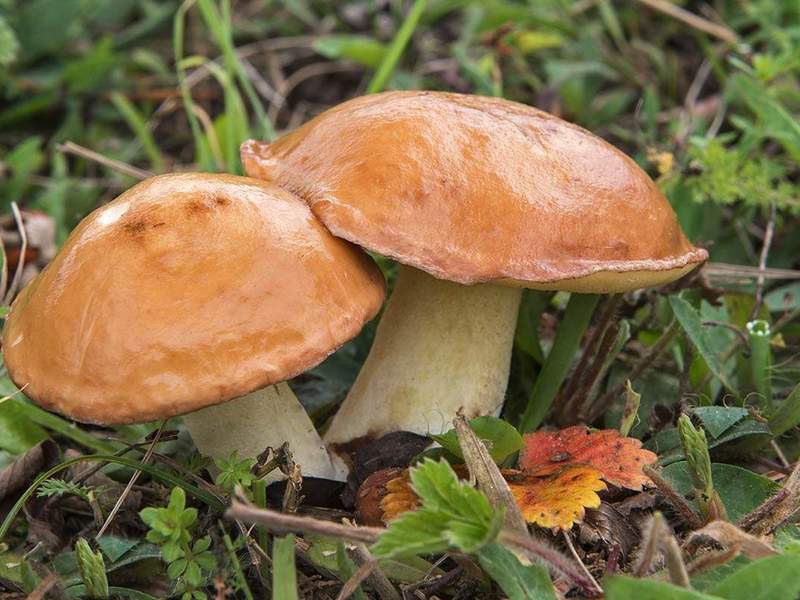 описание маслят