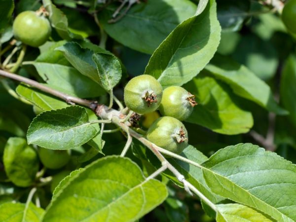 Описание, правила посадки и ухода за яблоней сладкая нега