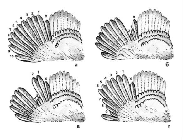 Определение стадии линьки по маховым перьям