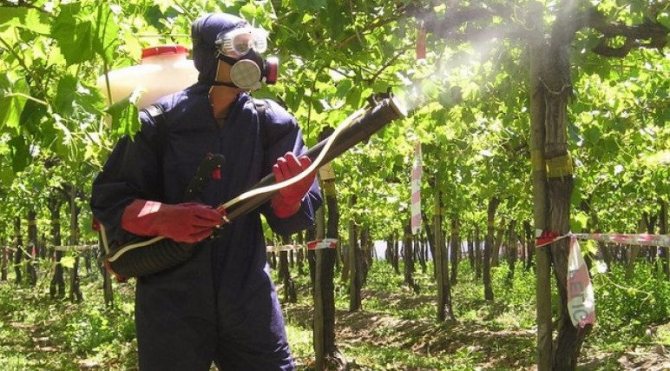 Опрыскивание винограда