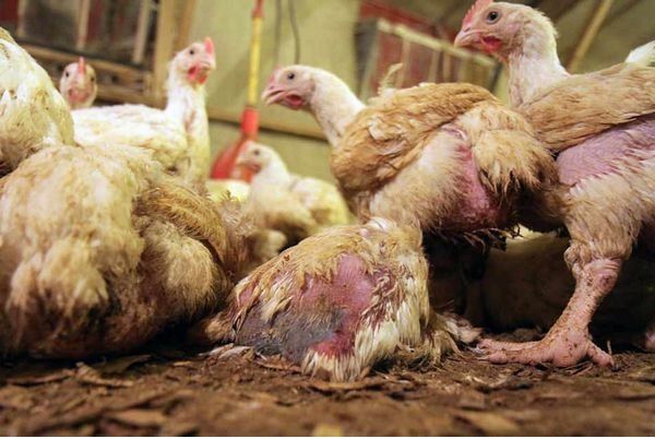 Осенняя линька кур — естественный процесс