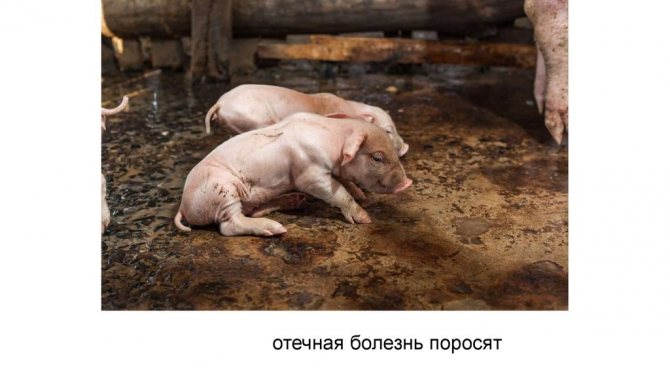 Отечная болезнь возникает в антисанитарных условиях