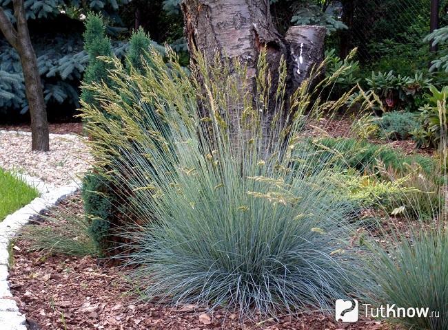 Овсяница растет