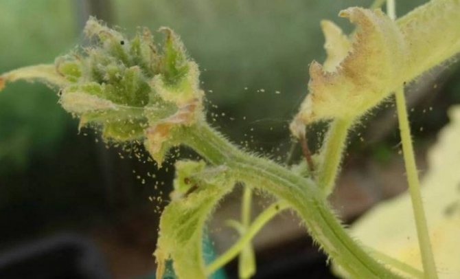 Паутинный клещ