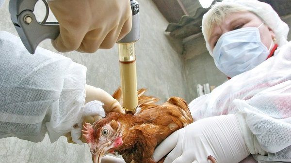 Перед линькой стадо нужно обследовать