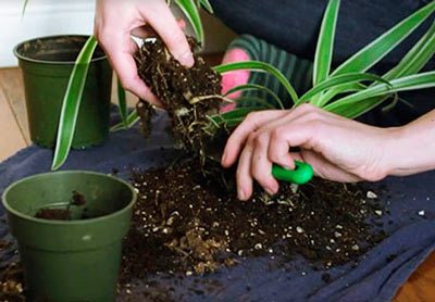 Пересадка и перевалка