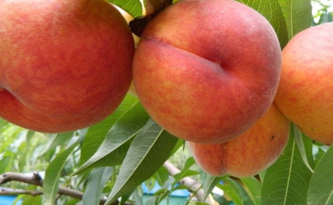 Персик Посол мира