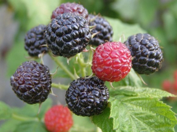 Плодоношение в первый сезон