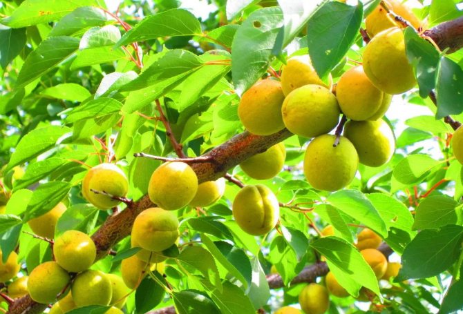 Плоды у сибирского абрикоса