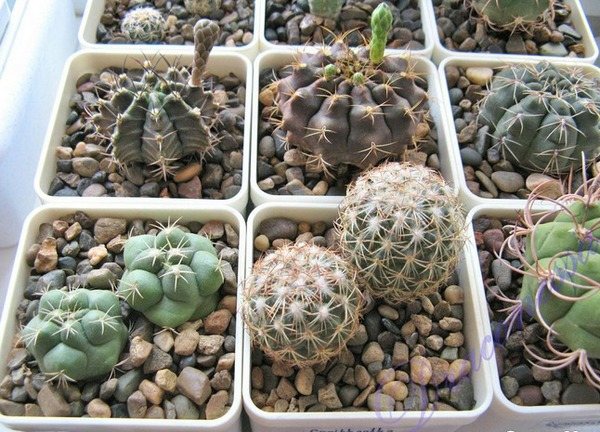 Почва для кактусов