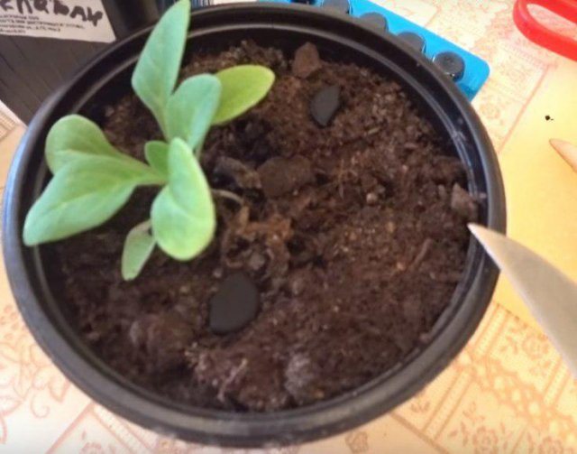 Подкормка цветов активированным углем