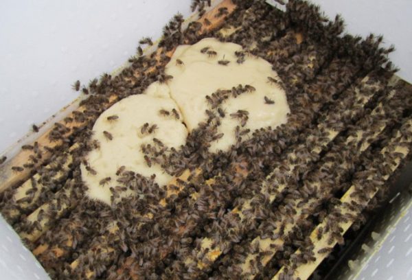 Подкормка пчел осенью сахарным сиропом: сроки, особенности, рецепты приготовления