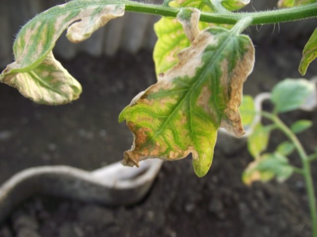 Подкормка томатов Азофоской: правила применения советы специалистов