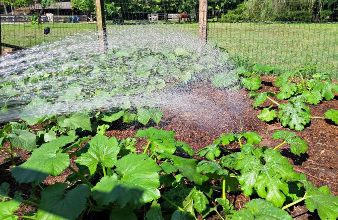 Полив и подкормка