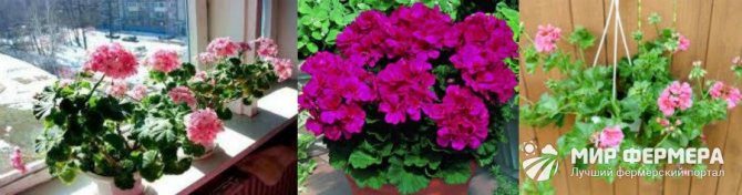 Польза герани в доме