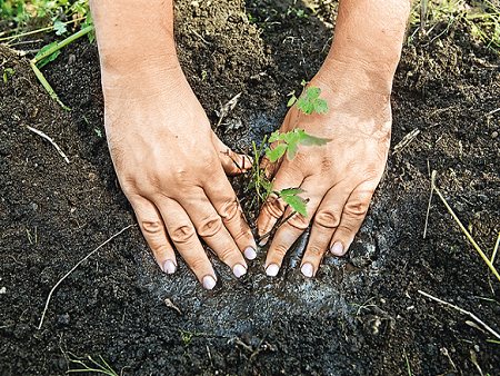 Посадка астильбы