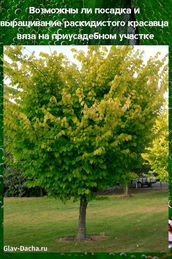посадка и выращивание вяза