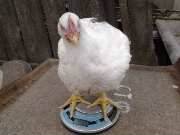 При линьке следует контролировать вес