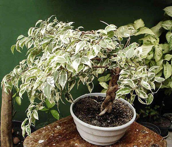 При правильном уходе фикус будет расти пышным деревцем