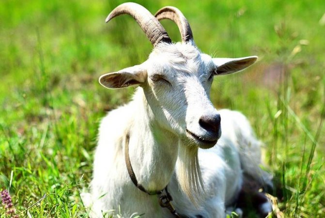 причины развития кетоза