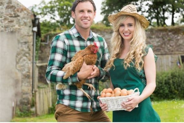 Продление срока использования несушек выгодно