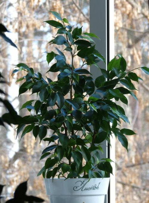 Пропадает фикус, как спасти. Фикус Бенджамина. Реанимация