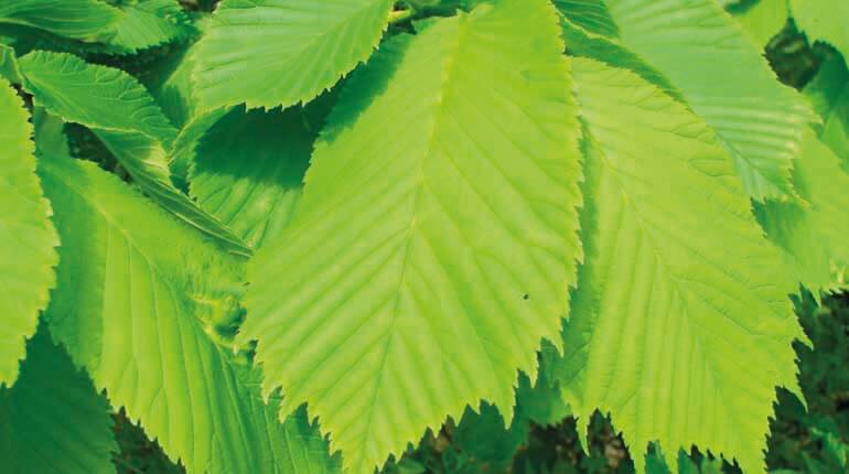 Противопоказания к применению вяза