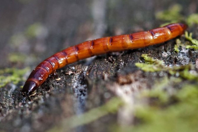 Проволочники