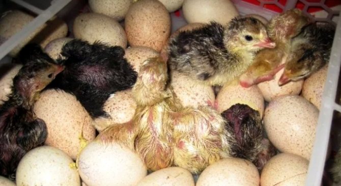 птенцы индюков