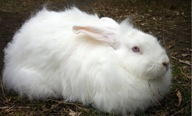 Пуховый кролик