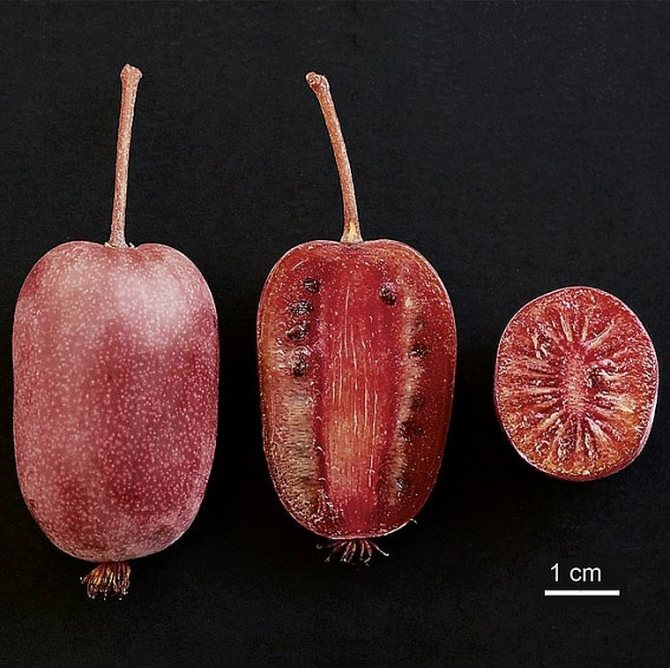 пурпурна садова