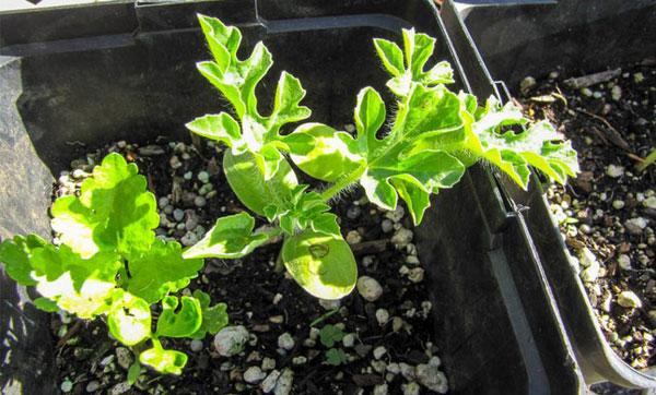 рассада арбуза