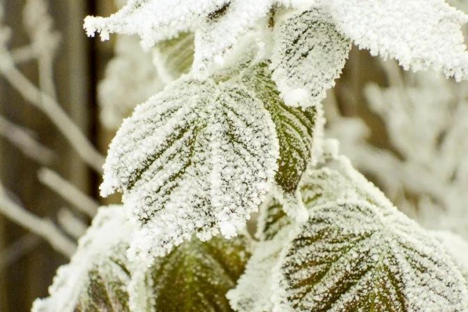Растение быстро адаптируется к холоду