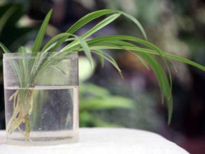 Размножение