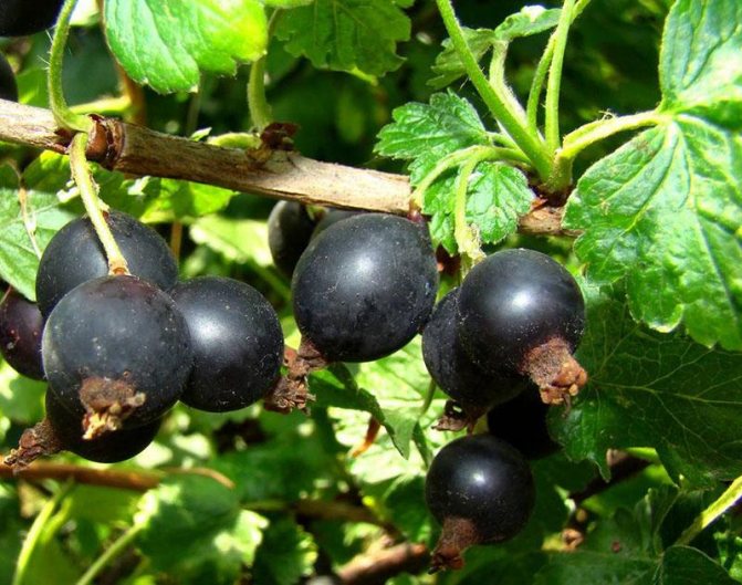 результат селекции