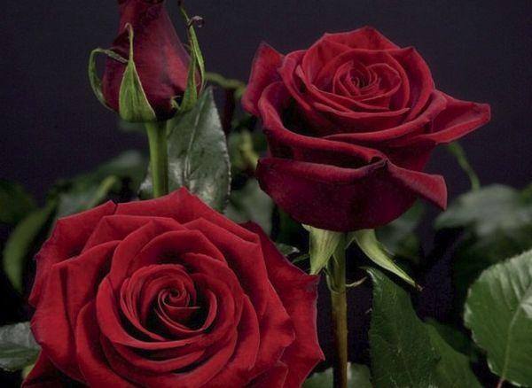 Роза Черная