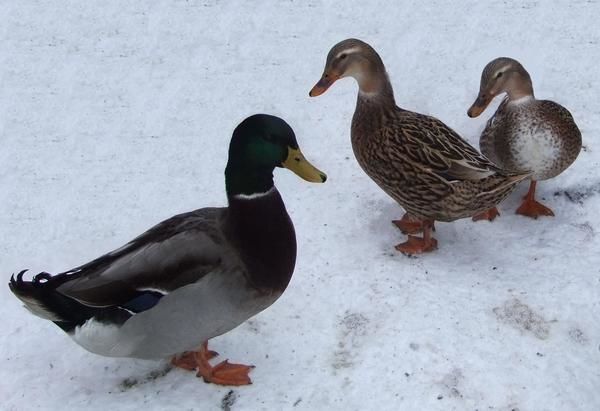 Русские подсадные утки