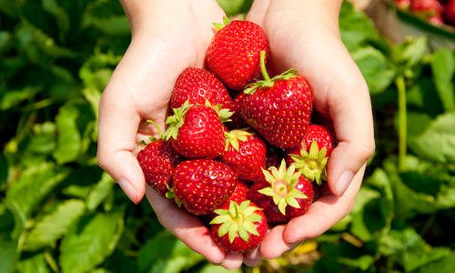 Садовая земляника (клубника): выращивание из семян. Технология и урожай. Селекция