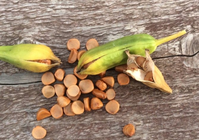 Семена следует собирать только со здоровых, взрослых кустов