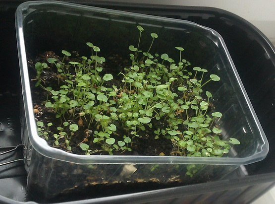 Семенной способ размножения кампанулы