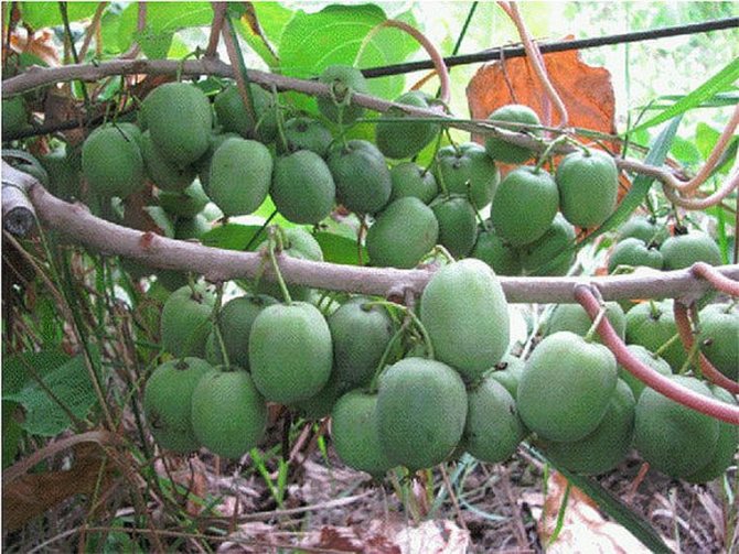 сентябрьская