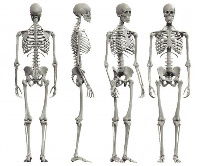 скелет животных