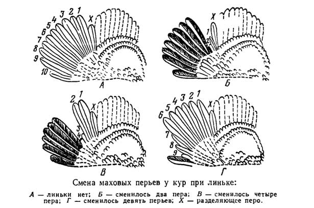 смена перьев крыла при линьке