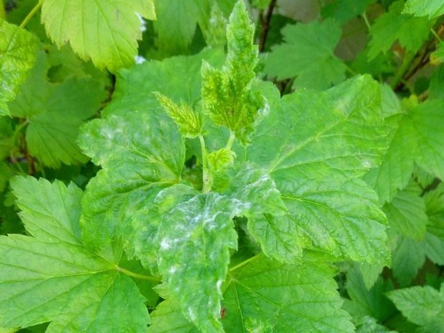 Смородина черная, красная, розовая, белая: лучшие сорта для Подмосковья с описанием и отзывами