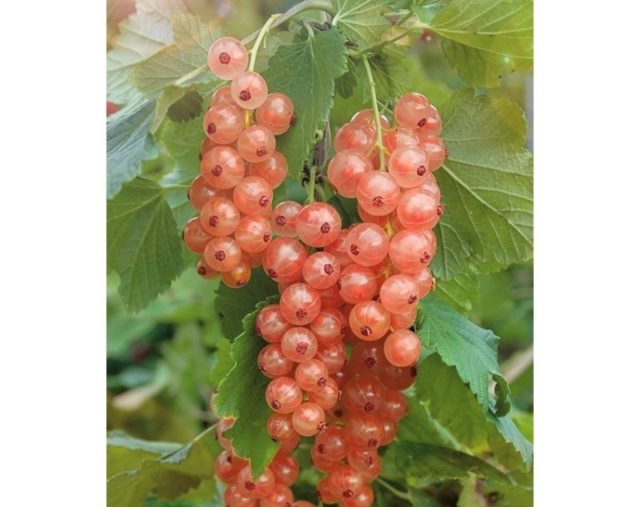 Смородина черная, красная, розовая, белая: лучшие сорта для Подмосковья с описанием и отзывами