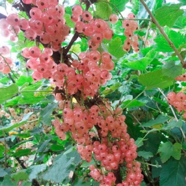 Смородина черная, красная, розовая, белая: лучшие сорта для Подмосковья с описанием и отзывами