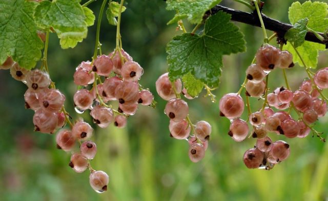 Смородина черная, красная, розовая, белая: лучшие сорта для Подмосковья с описанием и отзывами