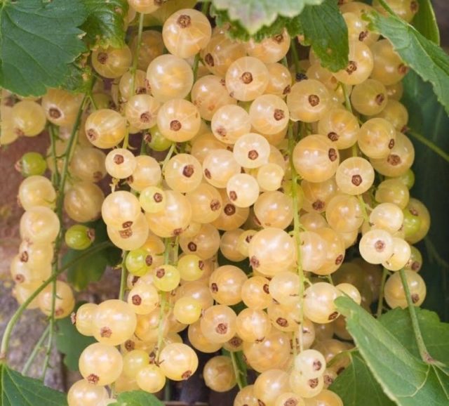 Смородина черная, красная, розовая, белая: лучшие сорта для Подмосковья с описанием и отзывами