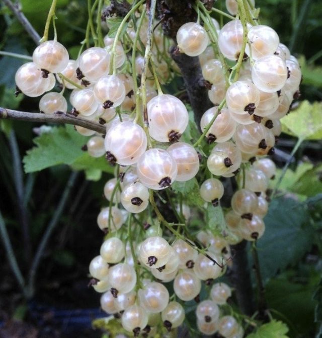 Смородина черная, красная, розовая, белая: лучшие сорта для Подмосковья с описанием и отзывами